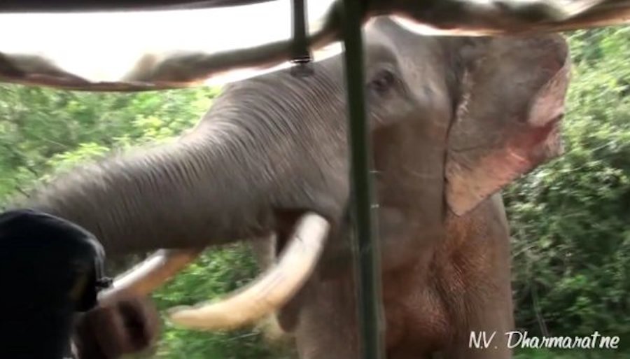 Tourists Fear For Their Lives as Elephant Attacks Their Jeep