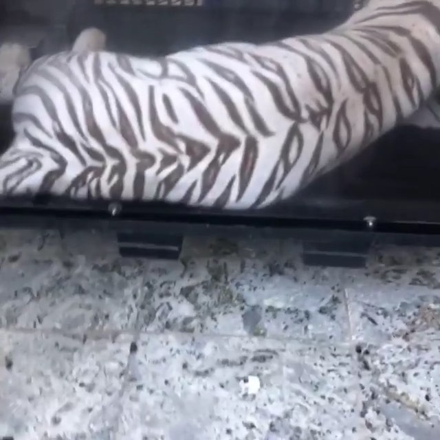 2 Chainz Had a White Tiger at His Wedding