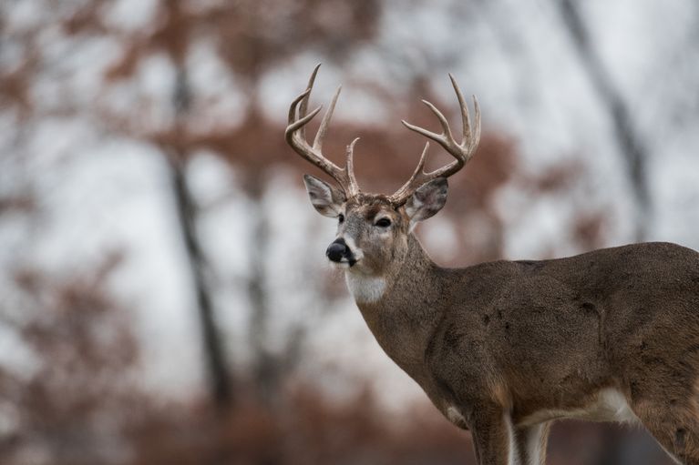 Arkansas Hunter Fatally Attacked by Deer He Thought He Shot and Killed