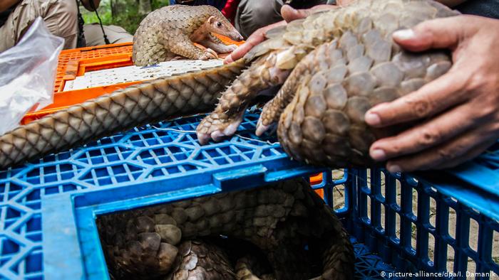 Wuhan Bans Hunting and Eating Wild Animals Amid COVID-19 Pandemic