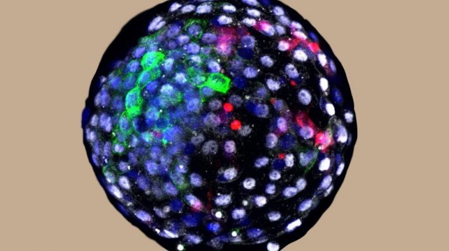 Scientists Create Half Human, Half Ape Embryos for Transplant Organs