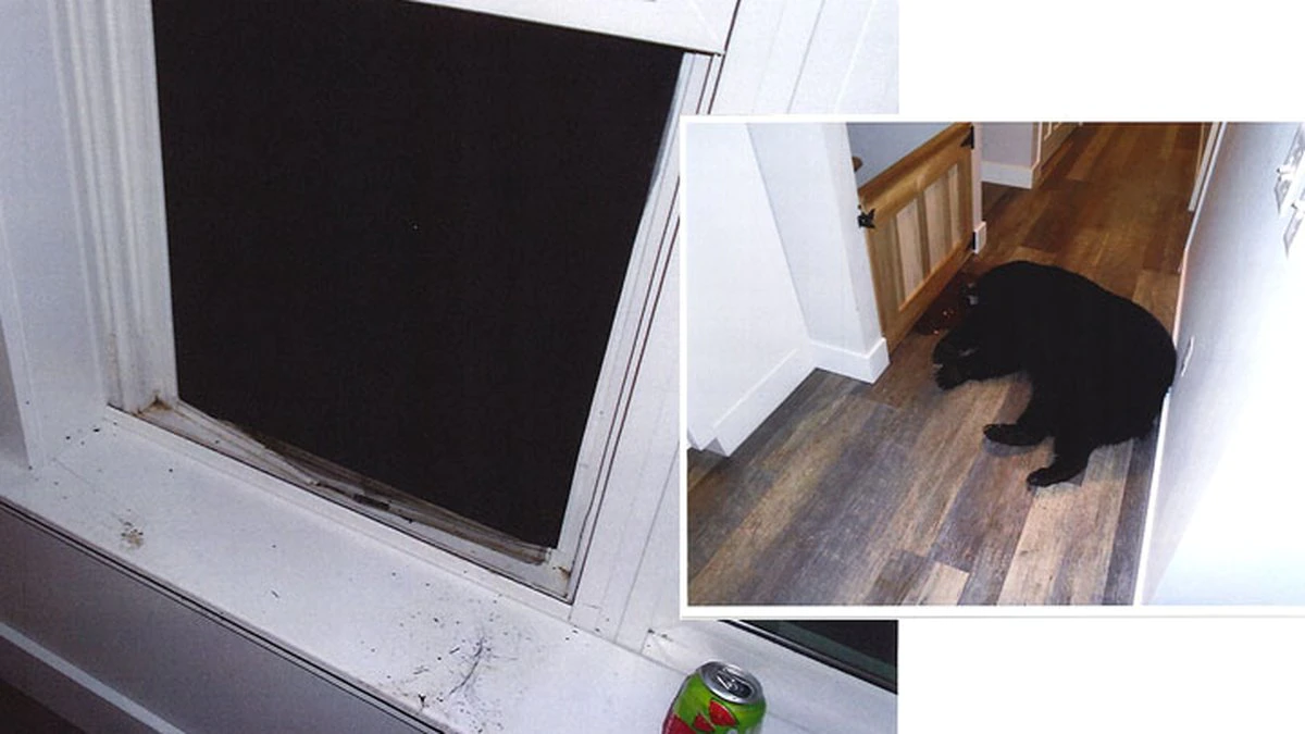 Couple Suffers Injuries Before Fatally Shooting Wild Bear During Home Invasion