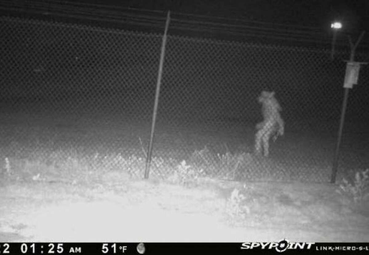 Strange Creature Seen Lurking Near Zoo in Texas, ‘Chupacabra’ Rumors Intensify