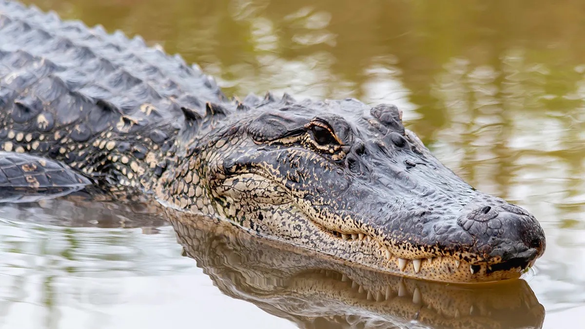 Two Alligators Attack & Kill 80-Yr-Old Florida Woman After She Falls into Golf Course Pond