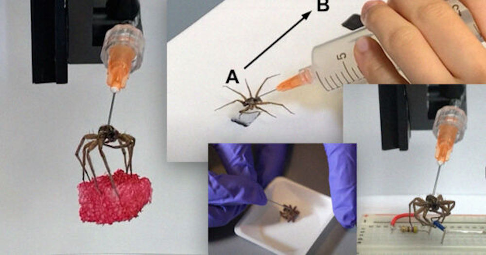 Lab Manipulates Dead Spiders’ Legs With Puff of Air to Serve as Grabbers