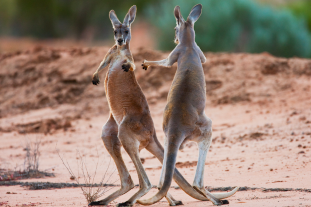 Kangaroo Fight Ends w/ the Winner Viciously Throwing His Foe Through a Metal Fence