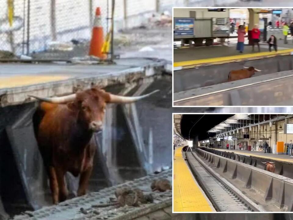 Loose Bull Spotted Roaming on Train Tracks Near Newark After Escaping Slaughterhouse